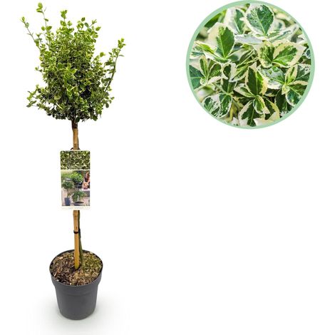 Fusain de Fortune Emerald Gaiety sur Tige - Plante Persistante Terrasse et Balcon - Pot 19cm 90cm - PANGIVO (1/5)
