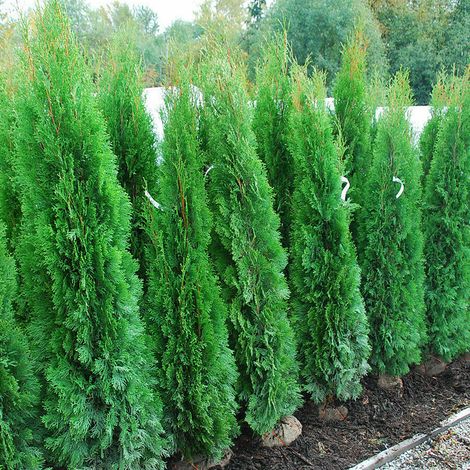 Tuia smeraldo "Thuja occidentalis Smaragd" pianta da siepe sempreverde in vaso ø28 cm h. 100/110 cm