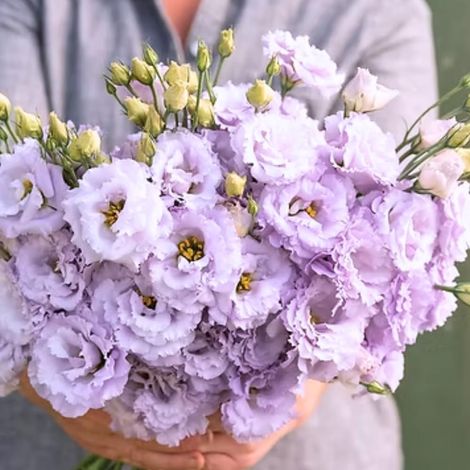 Graines de Lisianthus – 500 Graines – Couleur Lavande – Fleurs Doubles – Plante Vivace – Jardin Balcon (1/4)