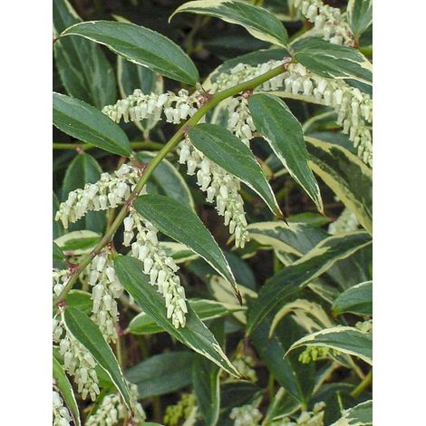 Leucothoe 'Whitewater' Pot de 4L/5L (1/3)