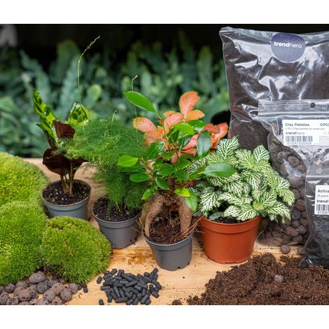 Kit DIY Terrarium de Plantes avec 5 Plantes Vertes et Accessoires de Culture Taille L/XL - PANGIVO (1/5)