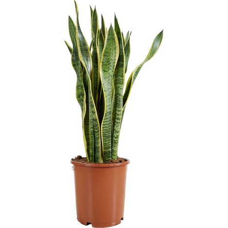 Bloomique - Sansevieria Laurentii - Langue de Dame - Plantes d'intérieur - Purifiant l'air - Très facile d'entretien - Pot 21 cm - 70-90 cm de haut