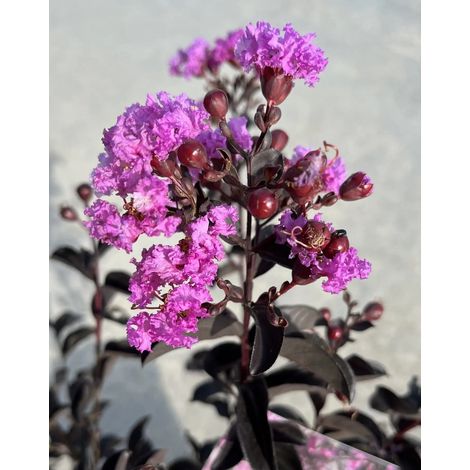 Gardenaria Lagerstroemia indica 'Black Solitaire Purely Purple' - Arbusto ornamentale da giardino - Altezza: 125/140 cm (vaso26) (1/5)