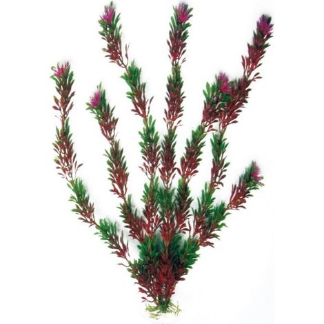 Set 6 pezzi Plant Classic Flora Bicolour Large