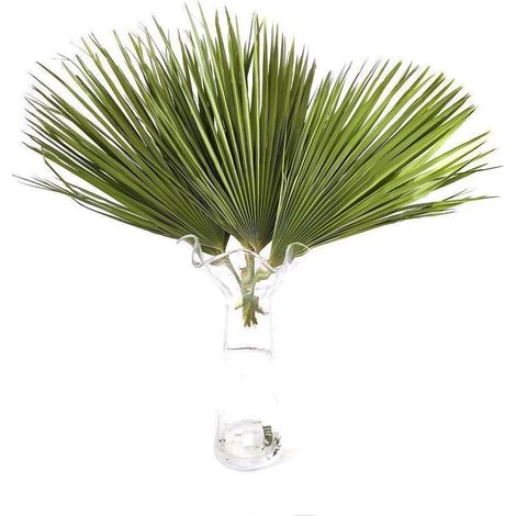 Palmitos Flor Natural Ramo de 10 tallos Verde 60cm de alto (1/5)