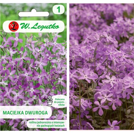 Rosa-lavendelfarbene Maciejka-Samen, 5 g
