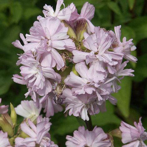 4 x Saponaire officinale 'Rosea Plena' - godet 9x9 cm