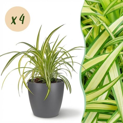 Lot de 4 Plantes Araignées Chlorophytum comosum Variegatum Panachées - Pot Gris 12 cm - Hauteur 20 cm - PANGIVO (1/5)