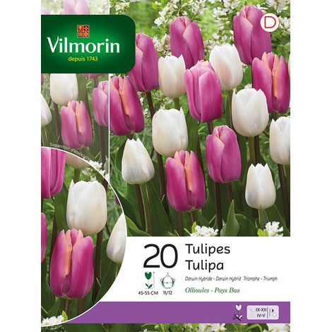 Vilmorin Tulipe Darwin et Triomphe en Mélange (x20) (1/2)