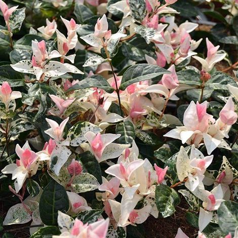 RHYNCOSPERMUM TRICOLOR O GELSOMINO TRICOLORE VASO 15CM