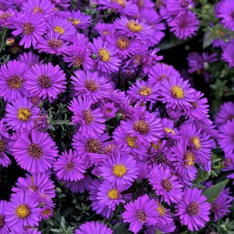 Aster d'automne dumosus Starlight | Conditionnement: Lot de 3 godets