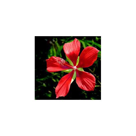 Plante Hibiscus coccineus Fleur rouge photo réelle H 150cm