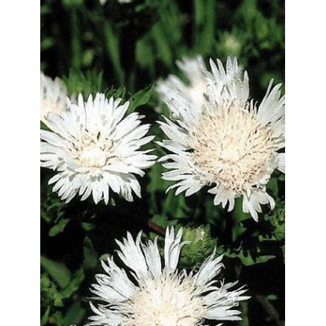Stokesia laevis 'Träumerei' Godet de 8/9 cm