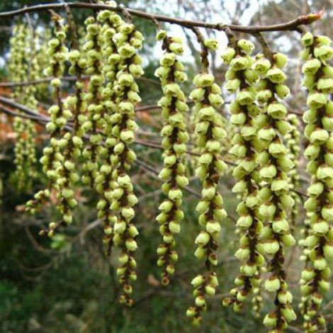 Stachyurus chinensis 'Celina' - 40-50 cm pot (1/4)