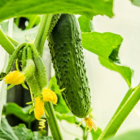 Plant Cornichon regal f1 en pot