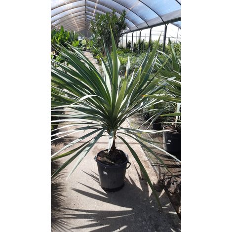 Cordyline Indivisa