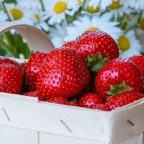Plant de fraisier Gento/Barquette de 6 godets