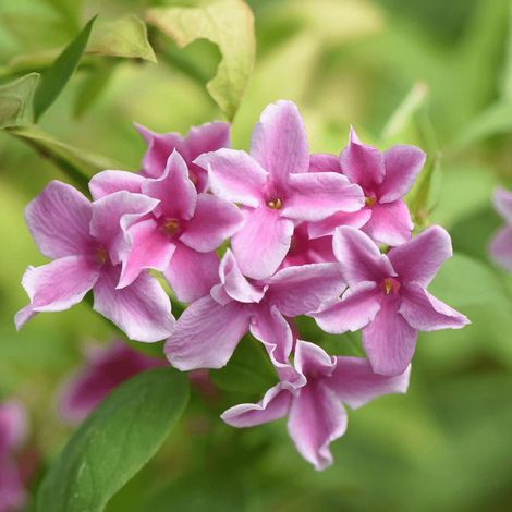 Jasmin Starry Summer Scent 'Ganmin 1701' – Fleurs bicolores jusqu'à 5 cm – Feuillage brillant vert foncé – Rustique jusqu'à -15°C (1/5)