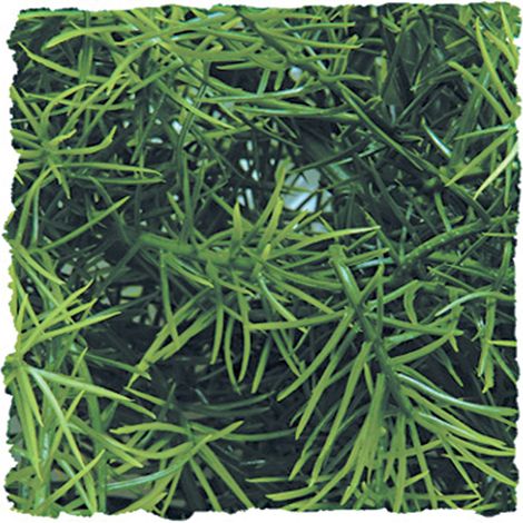 Terrarium zoomed cashuarina durable submersible 30x20x10 cm