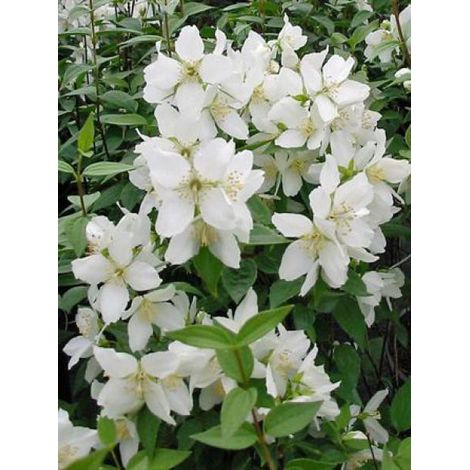 Seringat 'Silberregen' Godet de 8/9 cm