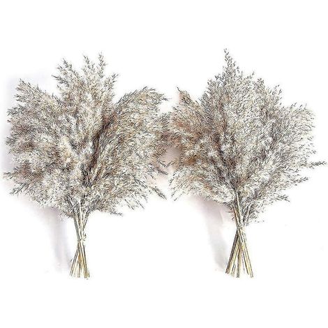 20 brins d'herbe de la pampa séchée naturelle - Décoration florale pompas brune duveteuse pour la décoration intérieure et les compositions florales (1/5)