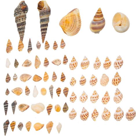 boîtes de coquillages naturels pour aquarium, décorations de coquillages, vase à faire soi-même, décoration de conques (1/5)