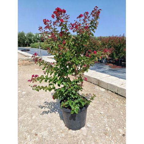 LAGERSTROEMIA INDICA CESP.40 DYNAMITE