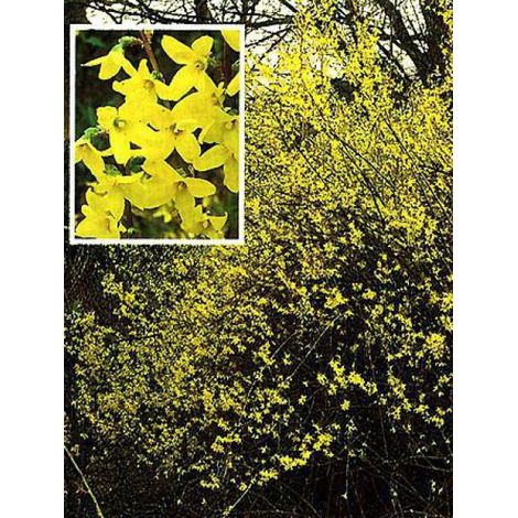 Mimosa de Paris 'Lynwood' Pot de 2L/3L (1/4)