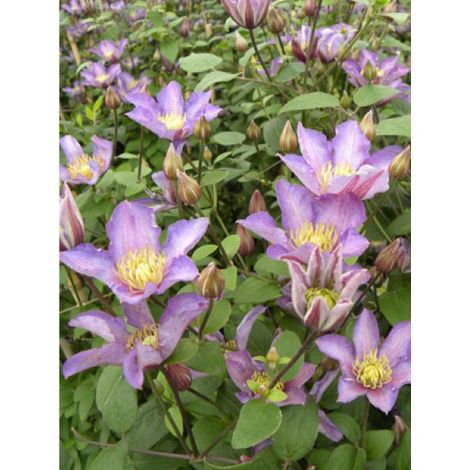 Clématite 'Exciting®' Pot de 2L/3L
