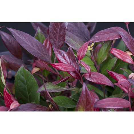 Traubenmyrte 'Scarletta'® Leucothoe walteri 'Scarletta' -R- 3 L 25- 30