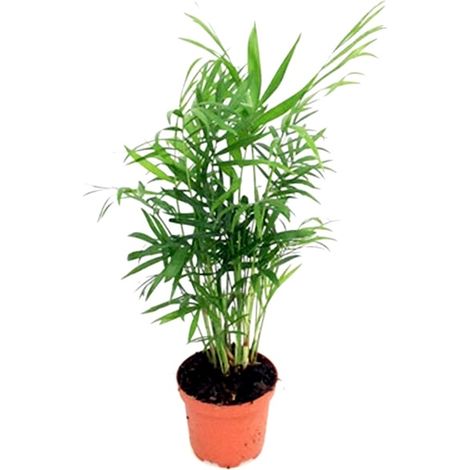 Planta Natural Palmera Chamaedorea Elegans en Maceta M9