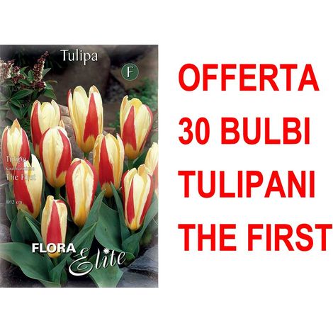 OFFERTA 30 BULBI DI TULIPANO KAUFMANNIANA THE FIRST BULBS BULBES