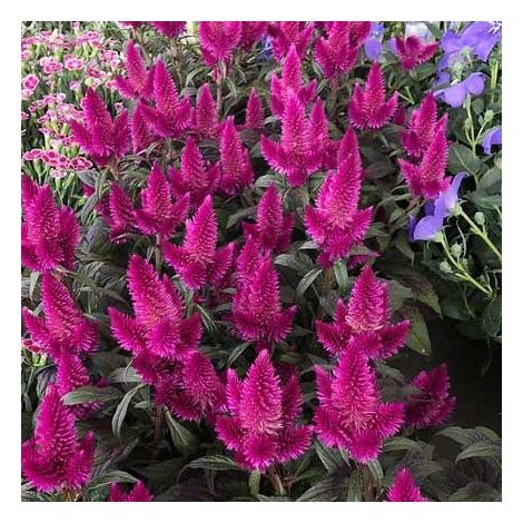 1 PIANTA DI CELOSIA CARACAS VASO 12CM