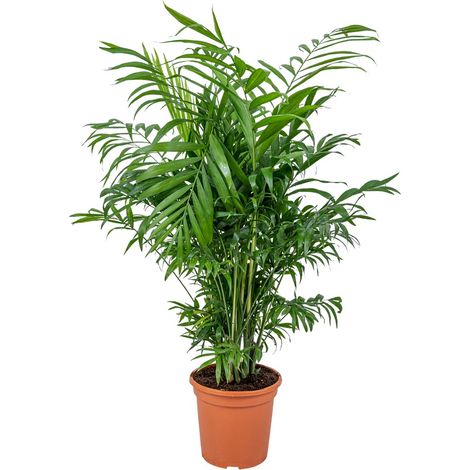 Bloomique - Chamaedorea Elegans - Palmier de Montagne - Plantes d’intérieur - Dépolluante - Sans danger pour les animaux - Facile d’entretien - Hauteur 50-60 cm - Pot 17 cm
