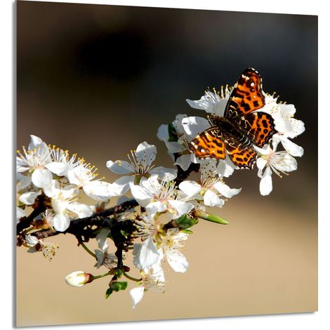 Panneau de verre POUR la cuisine 60x65 Prune (1/5)