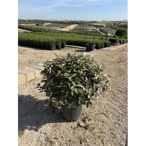 ELEAGNUS EBBINGEI COMPACTA PALLA 40 (1/4)