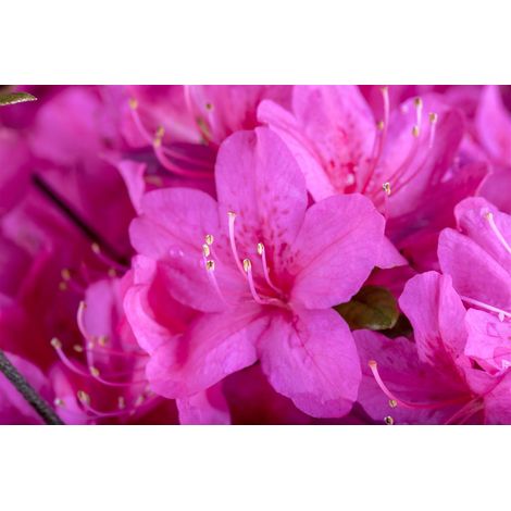 Japanische Azalee 'Diamant Purpur'® Rhododendron obt.'Diamant Purpur' -R- C 2 20- 25