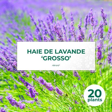 20 Lavandes 'Grosso' (Lanvandula 'X Intermedia Grosso') - Haie de Lavande (1/2)