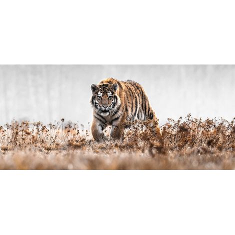 Tableau sur verre synthétique tigre en chasse 65x145 cm - Impression sur Verre synthétique - Image HD imprimée sur Verre synthétique - Tableau mural décoratif - Fabriqué en France (1/4)
