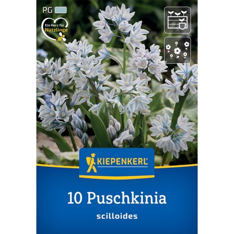 Kiepenkerl Herbstblumenzwiebel Puschkinie 10 Pflanzen (1/2)