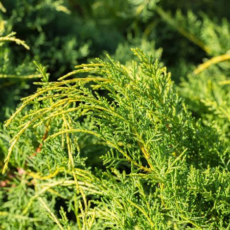 Genévrier sabine Tamariscifolia - Juniperus sabina Tamariscifolia 30/35cm Pot 3L (1/4)