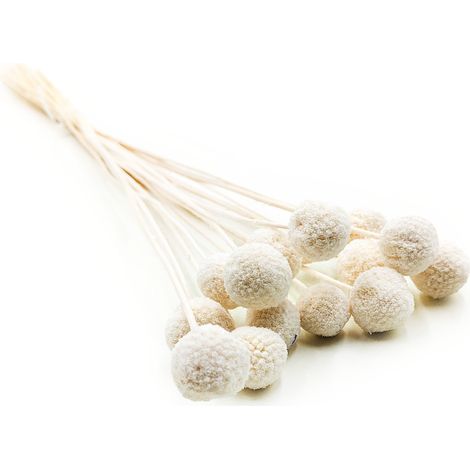 Craspedia seca (Craspedia Natural Extra) - Blanqueada - ramo de 15