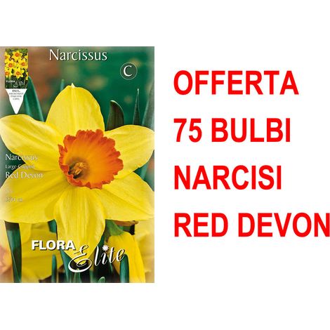 OFFERTA 75 BULBI NARCISO LARGE-CUPPED RED DEVON BULBS BULBES