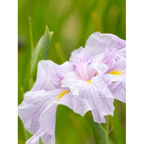 Iris du Japon 'Dinner Plate Tub Tim Grob' Pot de 2L/3L (1/2)