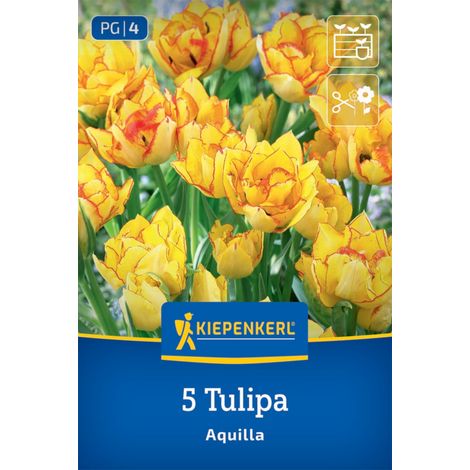 Kiepenkerl Herbstblumenzwiebel Tulpen Aquilla 5 Stück (1/2)