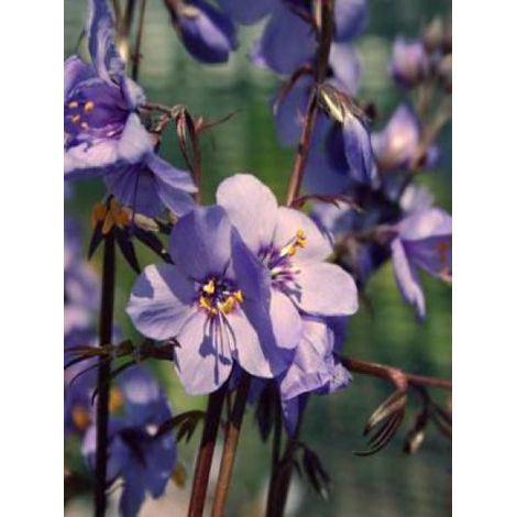 Valériane grecque 'Purple Rain' Godet de 8/9 cm (1/3)