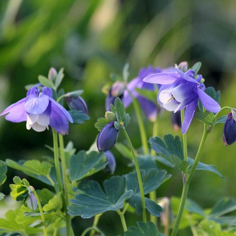 Ancolie naine 'Cameo Blue White' Godet de 8/9 cm (1/2)