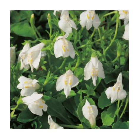 MAZUS RAMPANTE BLANCHE - 3 GODETS