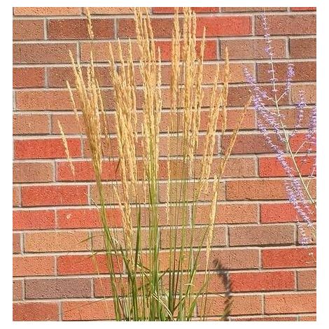 Calamagrostis Avalanche/Pot de 3L - 20/40 cm