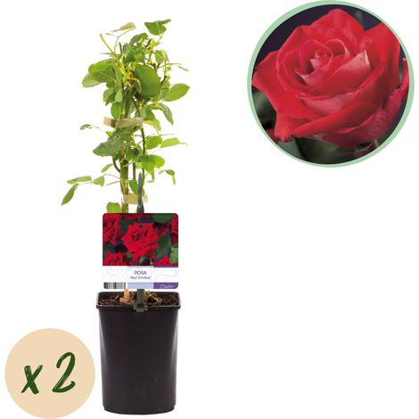 Lot de 2 Rosiers Grimpants Rosa Red Climber à Fleurs Rouges Parfumées - Pot 11 cm - Hauteur 40 cm - PANGIVO (1/5)